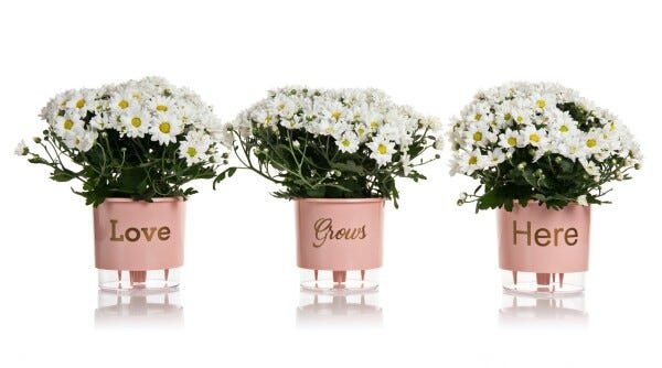 Conjunto 3 Vasos Autoirrigáveis Pequeno Coleção Wishes N2 HOME SWEET HOME cor Rosa Quartz - 4