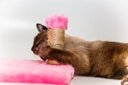 Ver imagem 2 de Arranhador para Gatos Sustentável com Postes Luppet Rosa