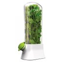 Ver imagem 2 de Dispenser Recipiente Conserva Ervas Frescas Armazenamento Geladeira Alecrim Salsa Aspargo Hortela Co