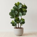 Ver imagem 6 de 3 Arbusto Ficus Artificial - Folhagens Reais para Decoração de Interiores e Projetos de Artesanato