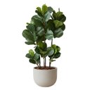 Ver imagem 4 de 3 Arbusto Ficus Artificial - Folhagens Reais para Decoração de Interiores e Projetos de Artesanato