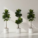 Ver imagem 1 de 3 Arbusto Ficus Artificial - Folhagens Reais para Decoração de Interiores e Projetos de Artesanato