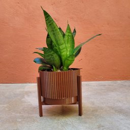 Conjunto de vasos Linhas - M - com pratinho e tripé - Marrom - 2