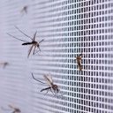 Ver mais imagens de Tela Mosquiteiro Pernilongo Inseto 2 Metros Janela Basculante Porta Segurança Resistente Proteçao Re