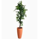 Ver imagem 2 de Árvore Fícus Artificial com Tronco Natural e Vaso de Polietileno Terracota | 220cm