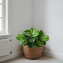 Ver imagem 5 de 12 Folhagens Verdes de Planta Decorativa em Árvore Artificial Ideal para Mesa, Escritório e Salas