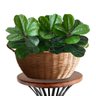 12 Folhagens Verdes de Planta Decorativa em Árvore Artificial Ideal para Mesa, Escritório e Salas - 4