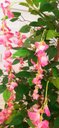 Ver imagem 3 de Planta Artificial Árvore WISTÉRIA ROSA com 1,60 metros de altura