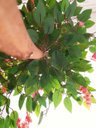 Ver imagem 2 de Planta Artificial Árvore WISTÉRIA ROSA com 1,60 metros de altura