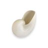 Vaso Decorativo Concha Nautilus Off White em Cerâmica - 2