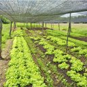 Ver imagem 3 de Tela Sombreamento Preto 50% 4m x 20m Solpack