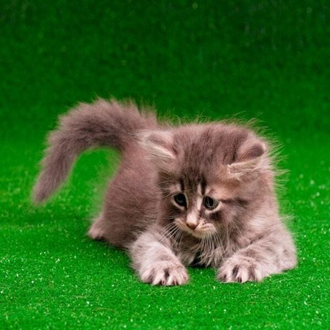 Grama Sintética Pet Love Atóxica para seu Pet - 12mm - Verde