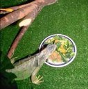 Ver imagem 3 de Grama Sintética Pet Love Atóxica para seu Pet - 12mm - Verde