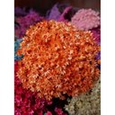 Ver imagem 1 de Flor Sempre Viva Laranja , Flores de Qualidade Premium , Kit com 5 Buquês