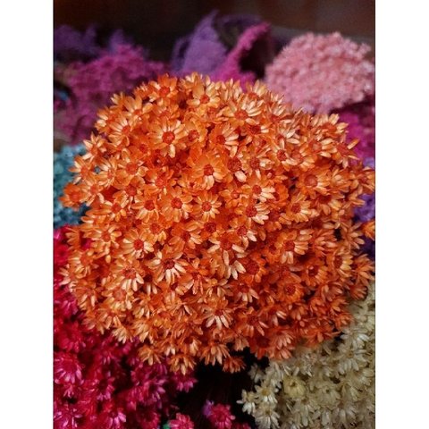 Flor Sempre Viva Laranja , Flores de Qualidade Premium , Kit com 5 Buquês