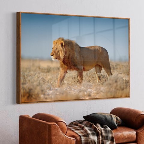 Quadro Decorativo Leão Selvagem em Moldura Caixa Tacolado Moldura Trad 1cm Branca sem Vidro 40 X 60c