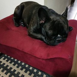 Puff Decorativo Cancun Suede Bege Trazendo Conforto Ao Seu Pet - 5