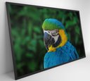 Ver imagem 6 de Quadro Arara Decor&quadros Nat045