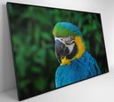 Ver imagem 7 de Quadro Arara Decor&quadros Nat045