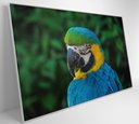 Ver imagem 4 de Quadro Arara Decor&quadros Nat045