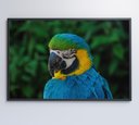 Ver mais imagens de Quadro Arara Decor&quadros Nat045