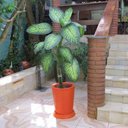 Ver imagem 4 de Kit Vaso Planta + Prato 50x40 Redondo Cônico Polietileno BGPLASTICOS AREIA 001