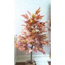 Ver imagem 4 de Planta Artificial Árvore Folha Canadense Outono 1,30 Metros de Altura