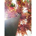 Ver imagem 2 de Planta Artificial Árvore Folha Canadense Outono 1,30 Metros de Altura