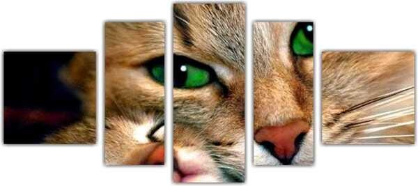 Quadro Decorativo Animais Gato PetShop Salas Interiores Mosaico 5 Peças Com Moldura - 2