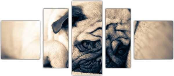 Quadro Decorativo Animais Cão Pug PetShop Salas Interiores Mosaico 5 Peças Com Moldura - 4