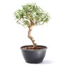 Pré Bonsai Mini Goiaba 10 Anos - 1