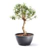 Pré Bonsai Mini Goiaba 10 Anos - 4