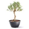 Pré Bonsai Mini Goiaba 10 Anos - 2