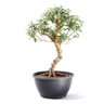 Pré Bonsai Mini Goiaba 10 Anos - 3