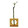 Bambu da Sorte com Vaso de Vidro e Suporte Quadrado - 2
