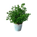 Ver imagem 6 de 3 Plantas Artificiais Sedum Desértica 36cm Decoração Moderna e Durável
