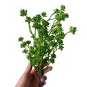 Ver imagem 3 de 3 Plantas Artificiais Sedum Desértica 36cm Decoração Moderna e Durável