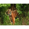 Papel De Parede Animais Tigre Selva 3D 7,50M² Anm201 - 2