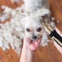 Ver mais imagens de Kit Máquina Grooming Hair Clipper Cortar Tosar Navalha Pelos Cabelos Pets Dog Cão Animais de Estimaç
