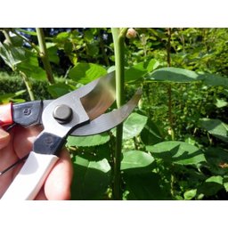 Tesoura de Poda Okatsune 104/210mm C/ 2 Molas Gg - 5