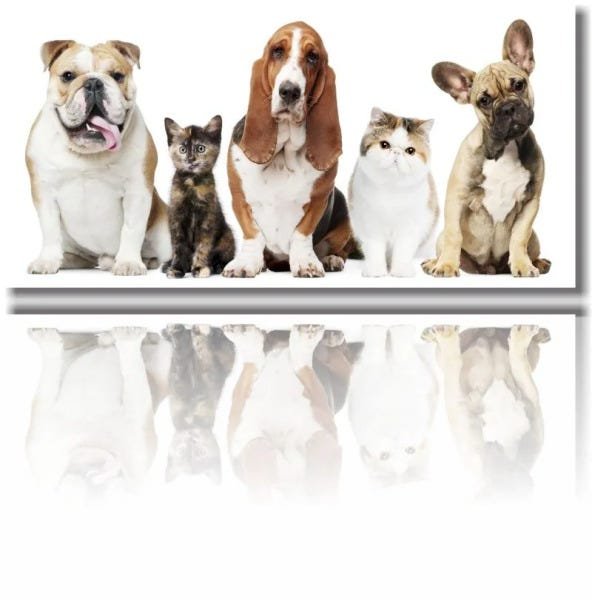 Quadros Decorativos Dogs Para Pet Shop 1 peça - 1
