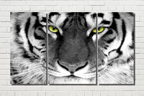 Quadro Tigre Branco Olhar 3 peças - 1