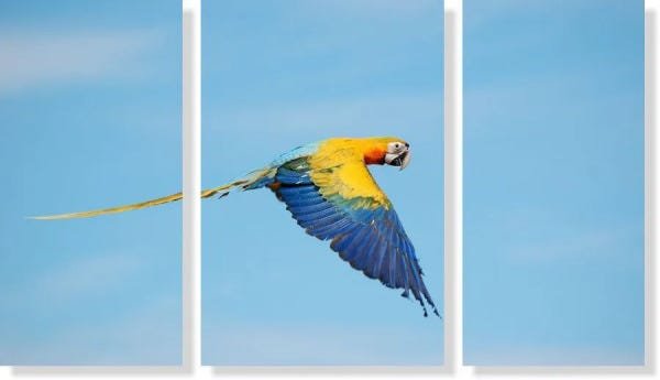 Quadro Decorativo Paisagem Arara amarela 3 peças - 1