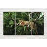quadro onça pintada deitada no galho seco na árvore 3 peças - 1