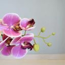 Ver imagem 5 de Arranjo de Orquídea Artificial Rosa no Vaso Prateado| Linha Permanente Formosinha