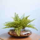 Ver imagem 1 de Arranjo de Avenca Artificial No Terrário Transparente Pequeno|Linha Permanente Formosinha