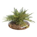 Ver imagem 2 de Arranjo de Avenca Artificial No Terrário Transparente Pequeno|Linha Permanente Formosinha