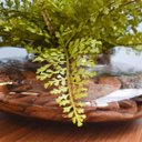 Ver imagem 3 de Arranjo de Avenca Artificial No Terrário Transparente Pequeno|Linha Permanente Formosinha