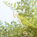 Ver imagem 4 de Arranjo de Avenca Artificial No Terrário Transparente Pequeno|Linha Permanente Formosinha