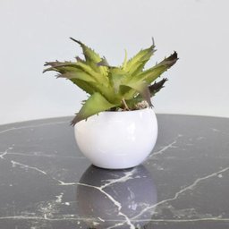 Arranjo de Suculenta no Vaso Branco de Cerâmica|linha Permanente Formosinha - 3